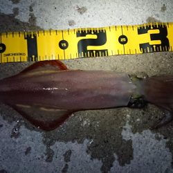 エギングなのに…