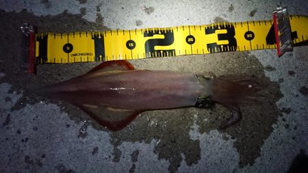 エギングなのに…