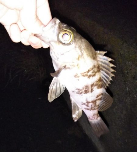 雨上がり後のライトゲーム