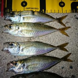 ケンサキ狙いでしたが……