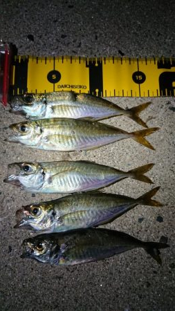 ケンサキ狙いでしたが……