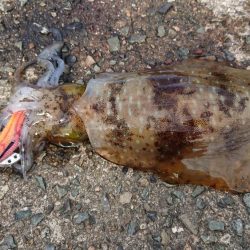 やっと春が来ました