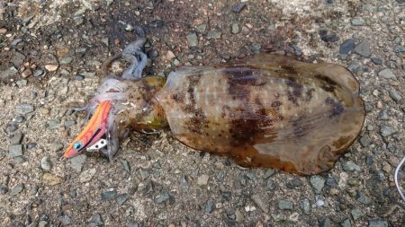 やっと春が来ました