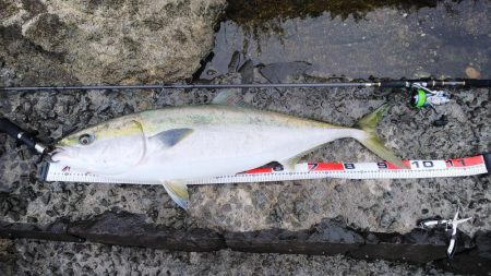 ショア   ブリ98センチ、シーバス50セ…