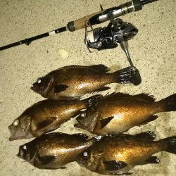 アジ探しからの～