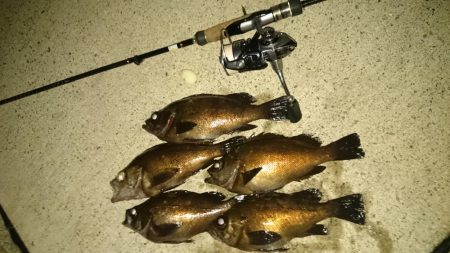 アジ探しからの～