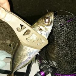 いつもの アジ調査