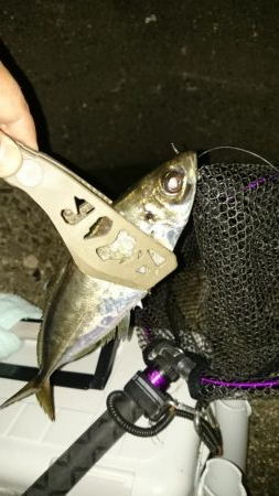 いつもの アジ調査