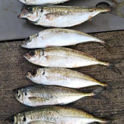 やっぱり楽しい