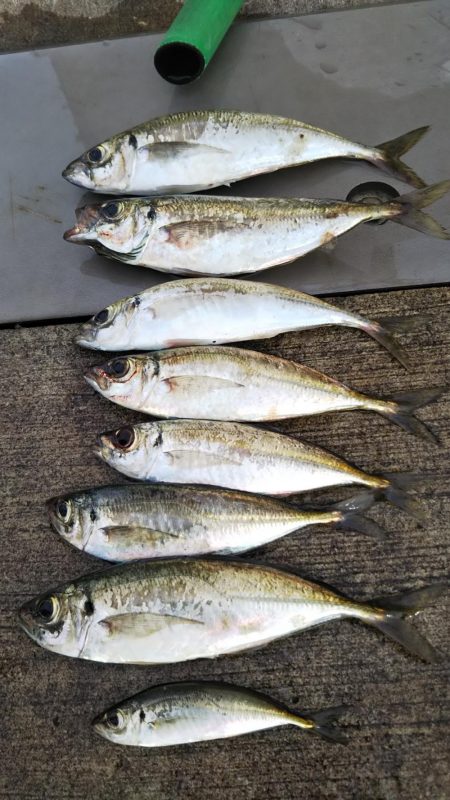 やっぱり楽しい