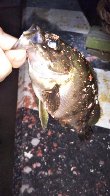 くろねこさんと明石メバル調査〜いつまで釣れ…