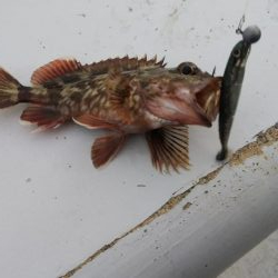 ガシラ16匹  タケノコメバル1匹