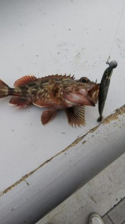 ガシラ16匹  タケノコメバル1匹