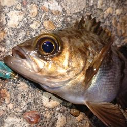 メバルプラッキング