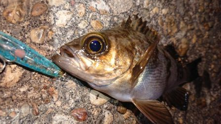 メバルプラッキング