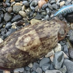 日中のサーフでキロアップGET