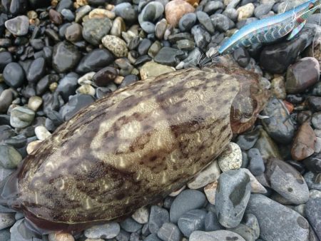 日中のサーフでキロアップGET