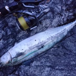 敦賀春イカ狙いでサゴシ