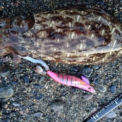 安定のモンゴウ