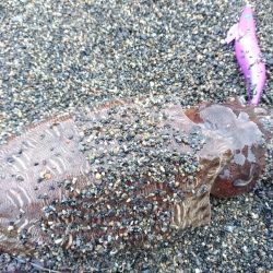 いつものモンゴウイカ