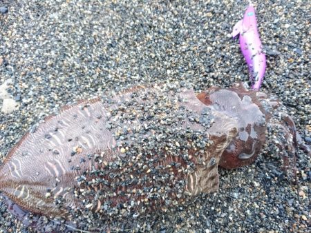 いつものモンゴウイカ