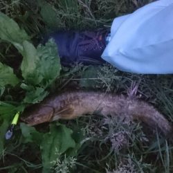 バス釣りのはずが…