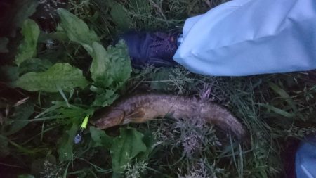 バス釣りのはずが…