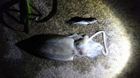 海釣公園３～４番間 初コウイカ GET!!…