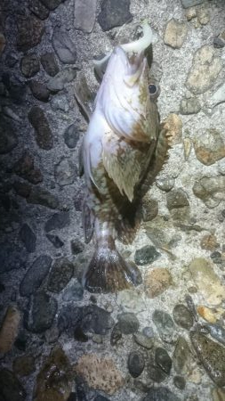 メバルはどこっ？！