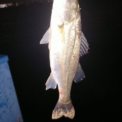 未来のランカー達