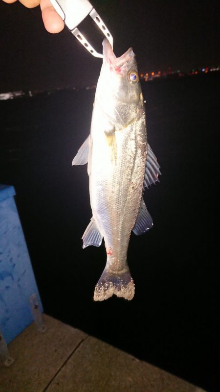 未来のランカー達