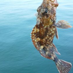 カサゴ入れ食い