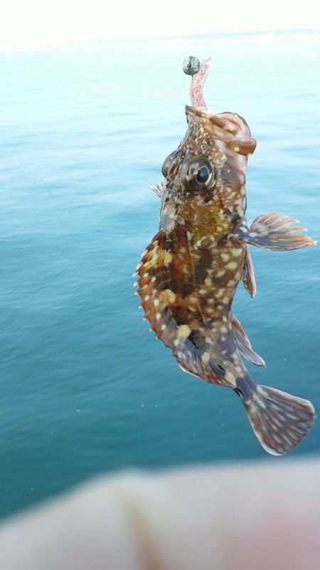 カサゴ入れ食い