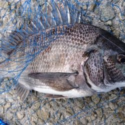 ゴールデンウィーク釣行2日目