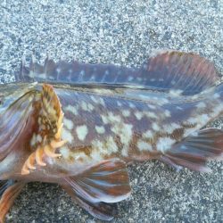 カサゴが沢山つれました。