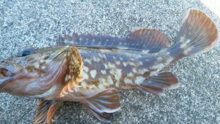 カサゴが沢山つれました。