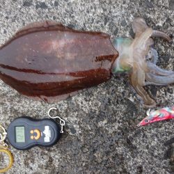 福井県甲楽城で春イカエギング　アオリイカ釣果投稿！