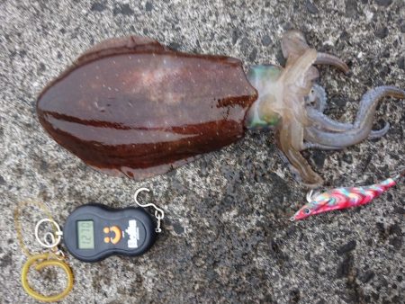 福井県甲楽城で春イカエギング　アオリイカ釣果投稿！