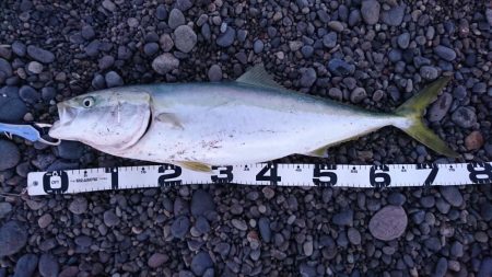 浜からのナブラ打ち