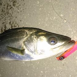 バチ抜け短時間勝負