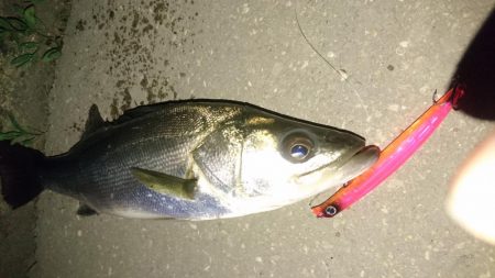 バチ抜け短時間勝負