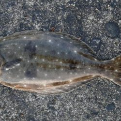 ヒラメがつれました。