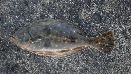 ヒラメがつれました。