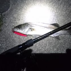 バチパターン継続中？