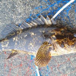 ベッコウゾイが釣れました