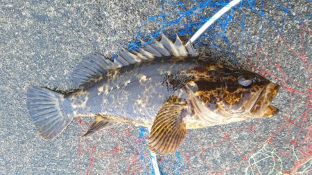 ベッコウゾイが釣れました