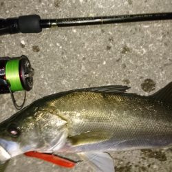 激アツ!大潮バチ抜け