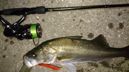 激アツ!大潮バチ抜け