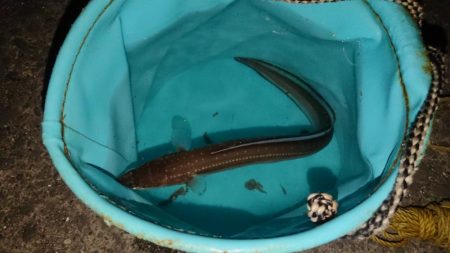 穴子の天ぷらが食べたくて