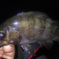 少数メバリング